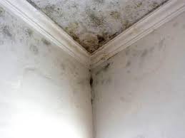 Best Mold Odor Removal Services  in Benjamin, UT