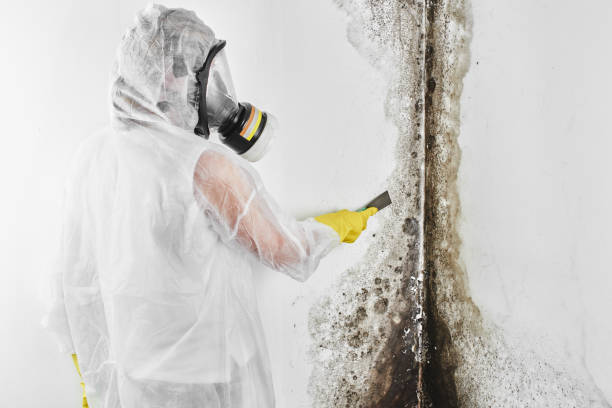 Best Basement Mold Removal  in Benjamin, UT